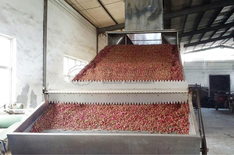 網帶式烘干機烘干玫瑰